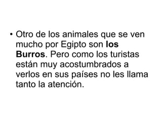 Otro de los animales que se ven mucho por Egipto son  los Burros . Pero como los turistas están muy acostumbrados a verlos en sus países no les llama tanto la atención. 