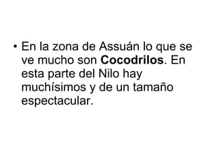 En la zona de Assuán lo que se ve mucho son  Cocodrilos . En esta parte del Nilo hay muchísimos y de un tamaño espectacular.  