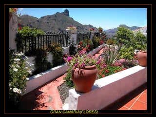 GRAN CANARIA(FLORES) 