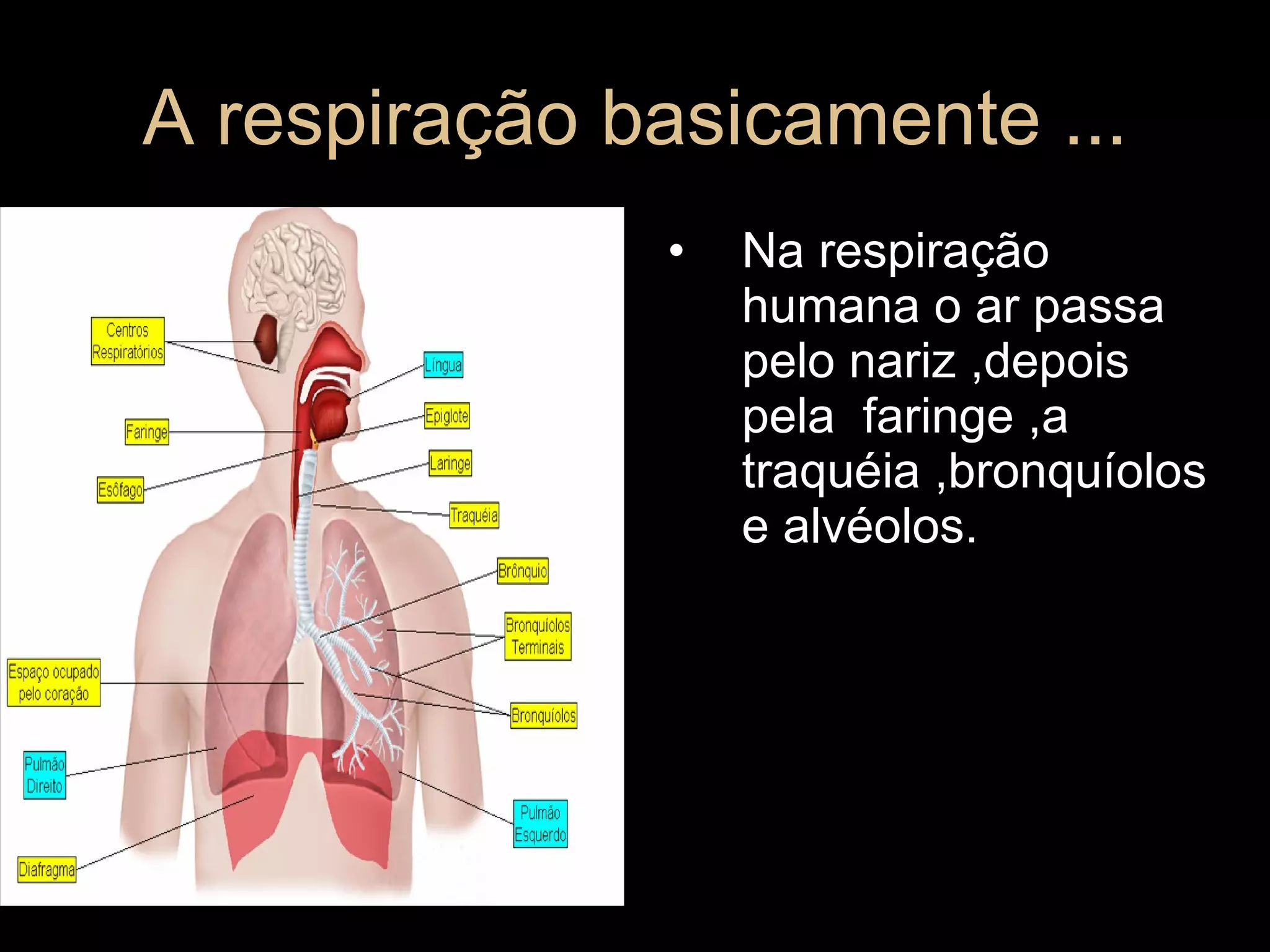 A respiração basicamente ... Na respiração humana o ar passa pelo nariz ,depois  pela  faringe ,a traquéia ,bronquíolos e alvéolos. 