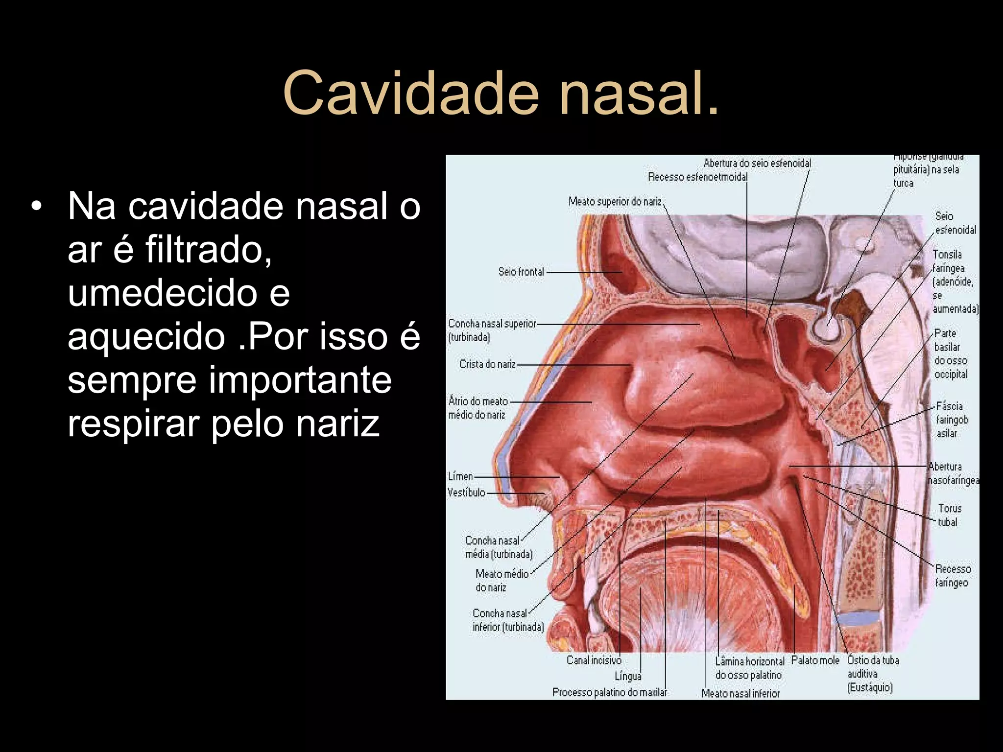 Cavidade nasal. Na cavidade nasal o ar é filtrado, umedecido e aquecido .Por isso é sempre importante respirar pelo nariz 