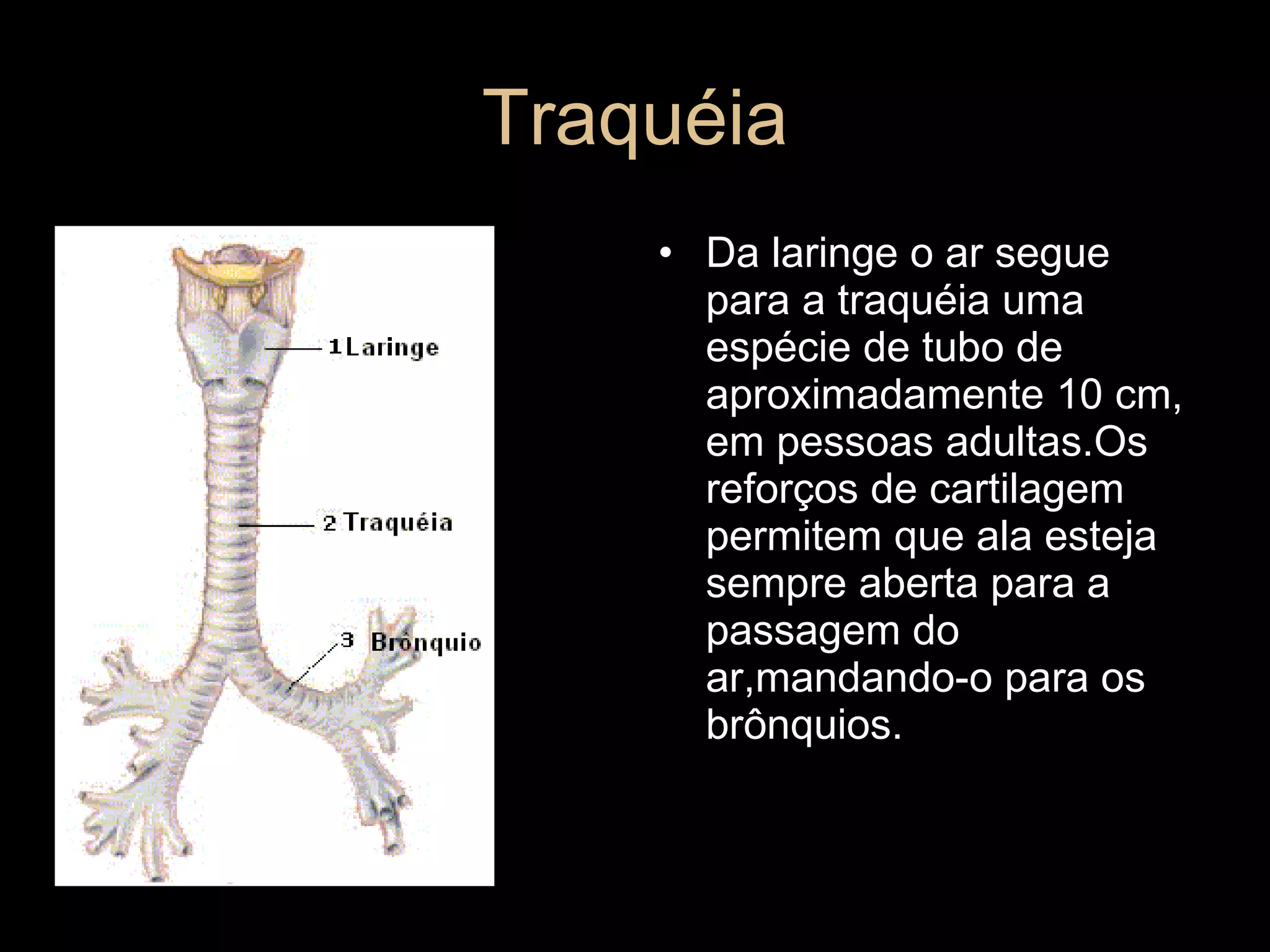 Traquéia Da laringe o ar segue para a traquéia uma espécie de tubo de aproximadamente 10 cm, em pessoas adultas.Os reforços de cartilagem permitem que ala esteja sempre aberta para a passagem do ar,mandando-o para os brônquios. 
