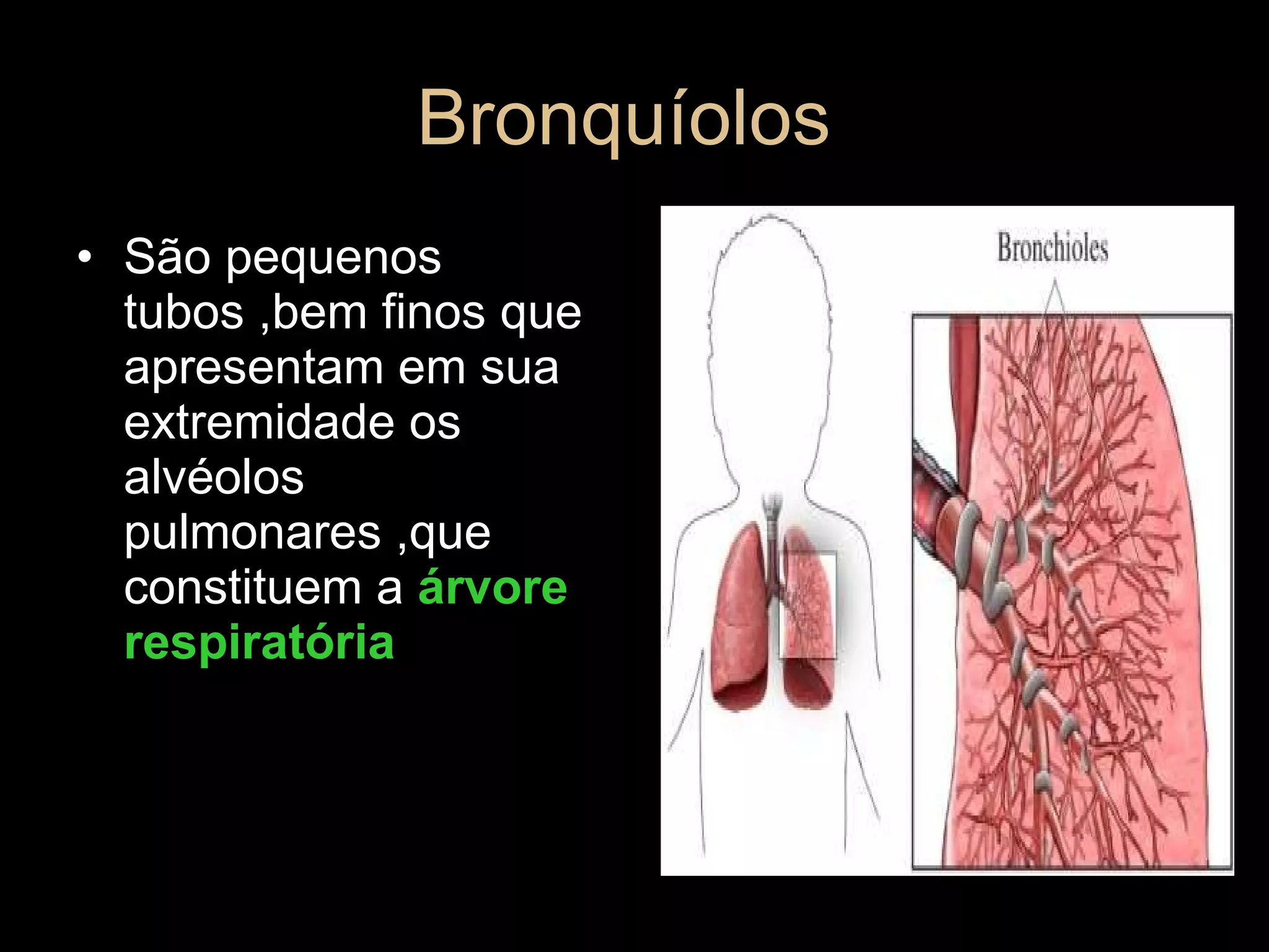 Bronquíolos  São pequenos tubos ,bem finos que apresentam em sua extremidade os alvéolos pulmonares ,que constituem a  árvore respiratória 