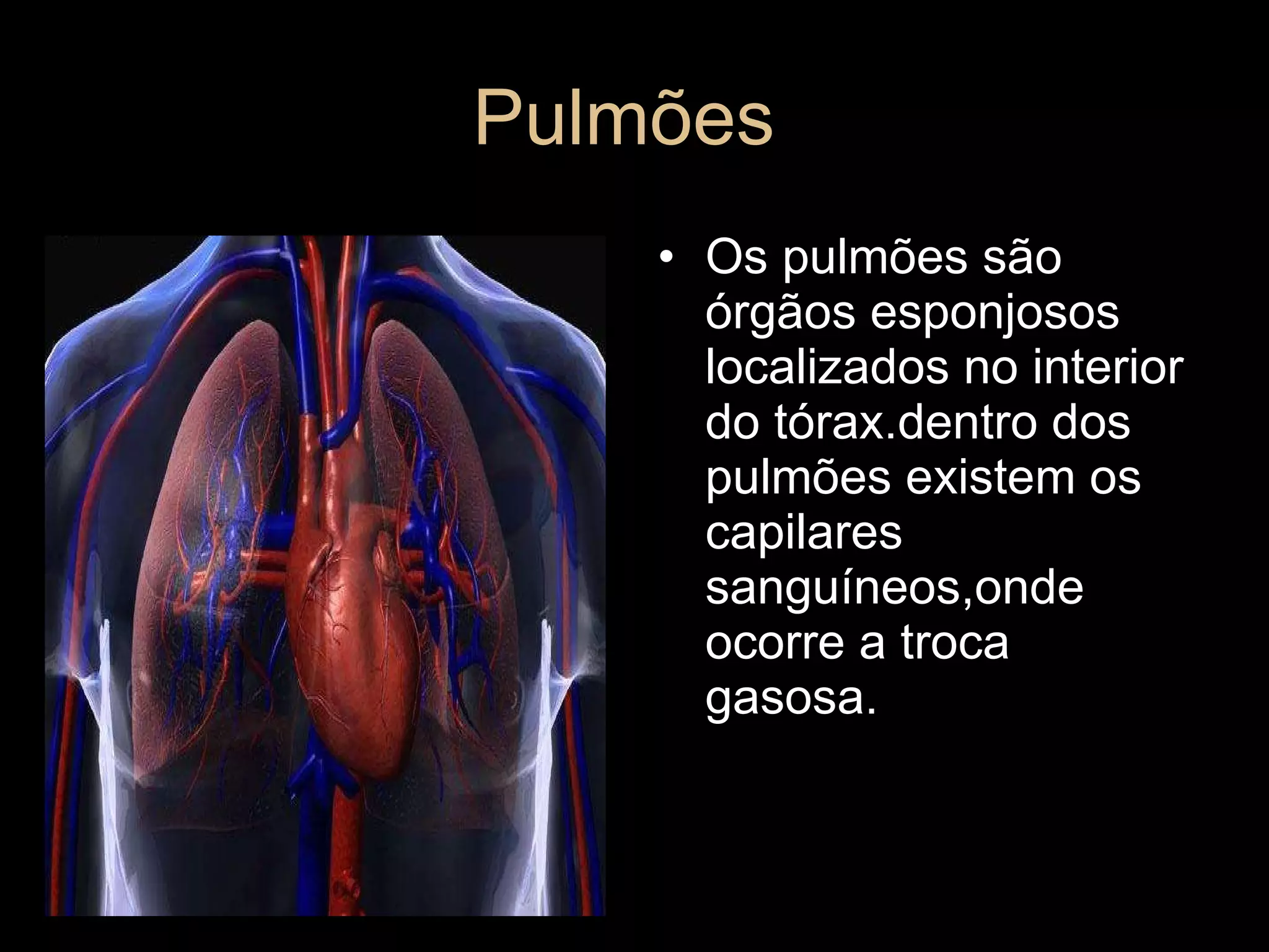 Pulmões  Os pulmões são órgãos esponjosos localizados no interior do tórax.dentro dos pulmões existem os capilares sanguíneos,onde ocorre a troca gasosa.  