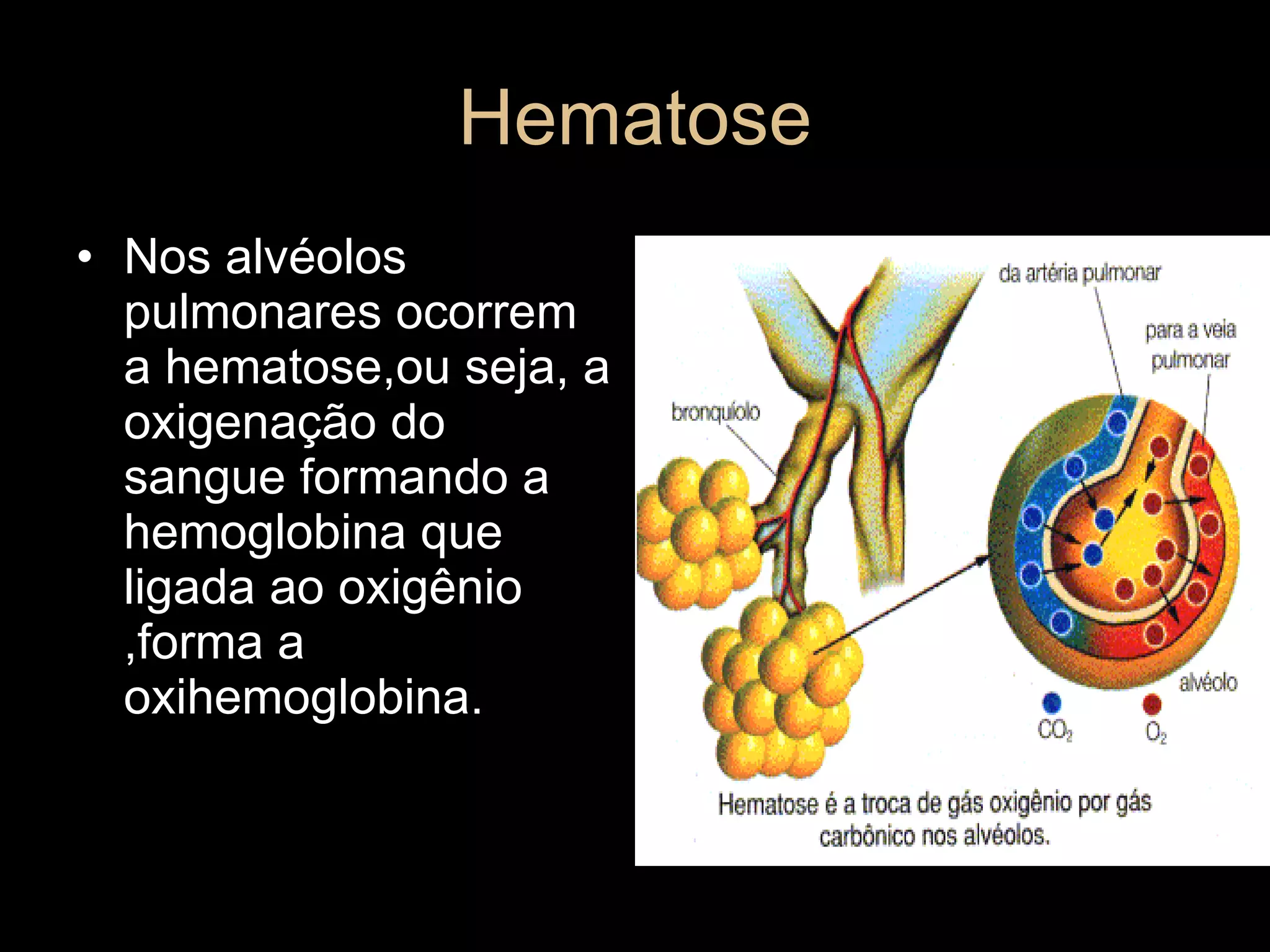 Hematose Nos alvéolos pulmonares ocorrem a hematose,ou seja, a oxigenação do sangue formando a hemoglobina que ligada ao oxigênio ,forma a oxihemoglobina. 