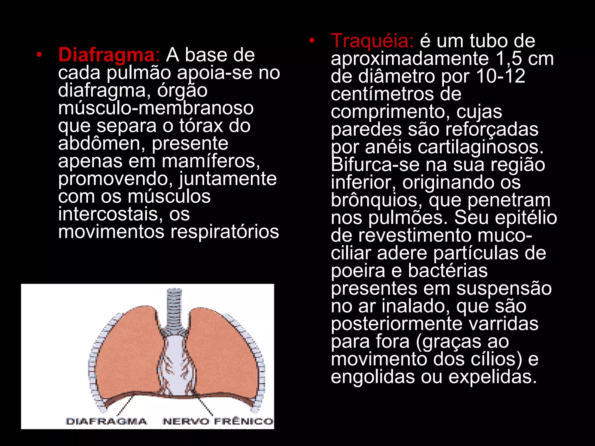 Diafragma :  A base de cada pulmão apoia-se no diafragma, órgão músculo-membranoso que separa o tórax do abdômen, presente apenas em mamíferos, promovendo, juntamente com os músculos intercostais, os movimentos respiratórios  Traquéia:  é um tubo de aproximadamente 1,5 cm de diâmetro por 10-12 centímetros de comprimento, cujas paredes são reforçadas por anéis cartilaginosos. Bifurca-se na sua região inferior, originando os brônquios, que penetram nos pulmões. Seu epitélio de revestimento muco-ciliar adere partículas de poeira e bactérias presentes em suspensão no ar inalado, que são posteriormente varridas para fora (graças ao movimento dos cílios) e engolidas ou expelidas.  