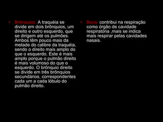 Brônquios:  A traquéia se divide em dois brônquios, um direito e outro esquerdo, que se dirigem até os pulmões. Ambos têm pouco mais da metade do calibre da traquéia, sendo o direito mais amplo do que o esquerdo. Este é mais amplo porque o pulmão direito é mais volumoso do que o esquerdo. O brônquio direito se divide em três brônquios secundários, correspondentes cada um a cada lóbulo do pulmão direito.  Boca:  contribui na respiração como órgão de cavidade respiratória ,mais se indica mais respirar pelas cavidades nasais. 
