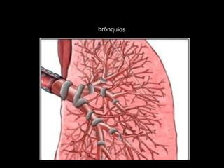 brônquios 