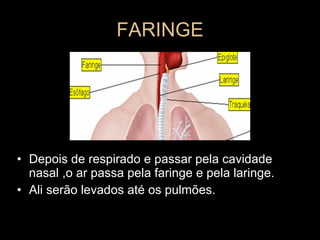 FARINGE Depois de respirado e passar pela cavidade nasal ,o ar passa pela faringe e pela laringe. Ali serão levados até os pulmões. 