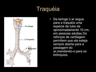 Traquéia Da laringe o ar segue para a traquéia uma espécie de tubo de aproximadamente 10 cm, em pessoas adultas.Os reforços de cartilagem permitem que ala esteja sempre aberta para a passagem do ar,mandando-o para os brônquios. 