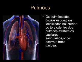 Pulmões  Os pulmões são órgãos esponjosos localizados no interior do tórax.dentro dos pulmões existem os capilares sanguíneos,onde ocorre a troca gasosa.  