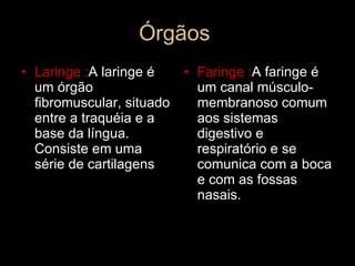 Órgãos  Laringe : A laringe é um órgão fibromuscular, situado entre a traquéia e a base da língua. Consiste em uma série de cartilagens Faringe : A faringe é um canal músculo-membranoso comum aos sistemas digestivo e respiratório e se comunica com a boca e com as fossas nasais. 