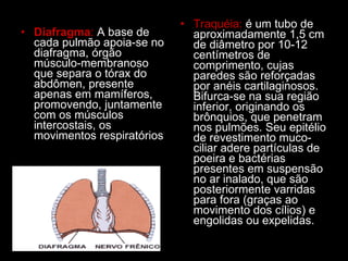 Diafragma :  A base de cada pulmão apoia-se no diafragma, órgão músculo-membranoso que separa o tórax do abdômen, presente apenas em mamíferos, promovendo, juntamente com os músculos intercostais, os movimentos respiratórios  Traquéia:  é um tubo de aproximadamente 1,5 cm de diâmetro por 10-12 centímetros de comprimento, cujas paredes são reforçadas por anéis cartilaginosos. Bifurca-se na sua região inferior, originando os brônquios, que penetram nos pulmões. Seu epitélio de revestimento muco-ciliar adere partículas de poeira e bactérias presentes em suspensão no ar inalado, que são posteriormente varridas para fora (graças ao movimento dos cílios) e engolidas ou expelidas.  