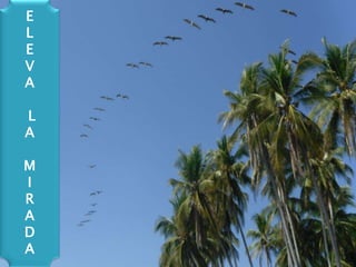 E
L
E
V
A
L
A
M
I
R
A
D
A

 