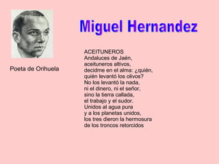 Miguel Hernandez ACEITUNEROS Andaluces de Jaén,  aceituneros altivos,  decidme en el alma: ¿quién,  quién levantó los olivos?  No los levantó la nada,  ni el dinero, ni el señor,  sino la tierra callada,  el trabajo y el sudor.  Unidos al agua pura  y a los planetas unidos,  los tres dieron la hermosura  de los troncos retorcidos Poeta de Orihuela 
