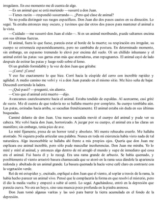 irregulares. En ese momento me di cuenta de algo.
—Es un animal que se está muriendo —susurré a don Juan.
—Tienes razón —respondió susurrando—. ¿Pero qué clase de animal?
Yo no podía distinguir sus rasgos específicos. Don Juan dio dos pasos cautos en su dirección. Lo
seguí. Ya estaba entonces muy oscuro, y tuvimos que dar otros dos pasos para mantener el animal a
la vista.
—Cuidado —me susurró don Juan al oído—. Si es un animal moribundo, puede saltarnos encima
con sus últimas fuerzas.
El animal, fuera lo que fuese, parecía estar al borde de la muerte; su respiración era irregular, su
cuerpo se estremecía espasmódicamente, pero no cambiaba de postura. En determinado momento,
sin embargo, un espasmo tremendo lo elevó por encima del suelo. Oí un chillido inhumano y el
animal estiró las patas: sus garras eran más que aterradoras, eran repugnantes. El animal cayó de lado
después de estirar las patas y luego rodó sobre el lomo.
Oí un gruñido formidable y la voz de don Juan que gritaba:
—¡Corre! ¡Corre!
Y eso fue exactamente lo que hice. Corrí hacia la cúspide del cerro con increíble rapidez y
agilidad. A medio camino me volví y vi a don Juan parado en el mismo sitio. Me hizo seña de bajar.
Descendí corriendo la ladera.
—¿Qué pasó? —pregunté, sin aliento.
—Creo que el animal está muerto —dijo.
Avanzamos cautelosamente hacia el animal. Estaba tendido de espaldas. Al acercarme, casi grité
de susto. Me di cuenta de que todavía no se hallaba muerto por completo. Su cuerpo temblaba aún.
Las patas, estiradas hacia arriba, se sacudían frenéticamente. El animal estaba sin duda en sus últimas
boqueadas.
Caminé delante de don Juan. Una nueva sacudida movió el cuerpo del animal y pude ver su
cabeza. Me volví hacia don Juan, horrorizado. A juzgar por su cuerpo, el animal era a las claras un
mamífero; sin embargo, tenía pico de ave.
Lo miré fijamente, presa de un horror total y absoluto. Mi mente rehusaba creerlo. Me hallaba
atontado. Ni siquiera podía articular una palabra. Nunca en toda mi existencia había visto nada de tal
naturaleza. Algo inconcebible se hallaba ahí frente a mis propios ojos. Quería que don Juan me
explicara ese animal increíble, pero sólo pude mascullar incoherencias. Don Juan me miraba. Yo lo
miré y miré al animal, y entonces algo dentro de mí arregló el mundo y supe de inmediato qué cosa
era el animal. Fui hasta él y lo recogí. Era una rama grande de arbusto. Se había quemado, y
posiblemente el viento arrastró basura chamuscada que se atoró en la rama seca dándole la apariencia
redonda y abultada de un animal grande. La basura quemada la hacía verse café claro en contraste con
la vegetación verde.
Reí de mi estupidez y, excitado, expliqué a don Juan que el viento, al soplar a través de la rama, la
había hecho parecer un animal vivo. Pensé que le complacería la forma en que resolví el misterio, pero
él dio la media vuelta y empezó a subir al cerró. Lo seguí. Agachándose, entró en la depresión que
parecía cueva. No era un hoyo, sino una muesca poco profunda en la piedra arenosa.
Don Juan tomó algunas varitas y las usó para barrer la tierra acumulada en el fondo de la
depresión.
 