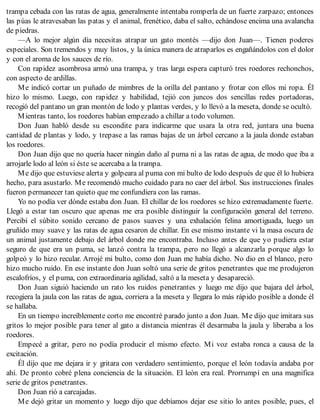 trampa cebada con las ratas de agua, generalmente intentaba romperla de un fuerte zarpazo; entonces
las púas le atravesaban las patas y el animal, frenético, daba el salto, echándose encima una avalancha
de piedras.
—A lo mejor algún día necesitas atrapar un gato montés —dijo don Juan—. Tienen poderes
especiales. Son tremendos y muy listos, y la única manera de atraparlos es engañándolos con el dolor
y con el aroma de los sauces de río.
Con rapidez asombrosa armó una trampa, y tras larga espera capturó tres roedores rechonchos,
con aspecto de ardillas.
Me indicó cortar un puñado de mimbres de la orilla del pantano y frotar con ellos mi ropa. Él
hizo lo mismo. Luego, con rapidez y habilidad, tejió con juncos dos sencillas redes portadoras,
recogió del pantano un gran montón de lodo y plantas verdes, y lo llevó a la meseta, donde se ocultó.
Mientras tanto, los roedores habían empezado a chillar a todo volumen.
Don Juan habló desde su escondite para indicarme que usara la otra red, juntara una buena
cantidad de plantas y lodo, y trepase a las ramas bajas de un árbol cercano a la jaula donde estaban
los roedores.
Don Juan dijo que no quería hacer ningún daño al puma ni a las ratas de agua, de modo que iba a
arrojarle lodo al león si éste se acercaba a la trampa.
Me dijo que estuviese alerta y golpeara al puma con mi bulto de lodo después de que él lo hubiera
hecho, para asustarlo. Me recomendó mucho cuidado para no caer del árbol. Sus instrucciones finales
fueron permanecer tan quieto que me confundiera con las ramas.
Yo no podía ver dónde estaba don Juan. El chillar de los roedores se hizo extremadamente fuerte.
Llegó a estar tan oscuro que apenas me era posible distinguir la configuración general del terreno.
Percibí el súbito sonido cercano de pasos suaves y una exhalación felina amortiguada, luego un
gruñido muy suave y las ratas de agua cesaron de chillar. En ese mismo instante vi la masa oscura de
un animal justamente debajo del árbol donde me encontraba. Incluso antes de que yo pudiera estar
seguro de que era un puma, se lanzó contra la trampa, pero no llegó a alcanzarla porque algo lo
golpeó y lo hizo recular. Arrojé mi bulto, como don Juan me había dicho. No dio en el blanco, pero
hizo mucho ruido. En ese instante don Juan soltó una serie de gritos penetrantes que me produjeron
escalofríos, y el puma, con extraordinaria agilidad, saltó a la meseta y desapareció.
Don Juan siguió haciendo un rato los ruidos penetrantes y luego me dijo que bajara del árbol,
recogiera la jaula con las ratas de agua, corriera a la meseta y llegara lo más rápido posible a donde él
se hallaba.
En un tiempo increíblemente corto me encontré parado junto a don Juan. Me dijo que imitara sus
gritos lo mejor posible para tener al gato a distancia mientras él desarmaba la jaula y liberaba a los
roedores.
Empecé a gritar, pero no podía producir el mismo efecto. Mi voz estaba ronca a causa de la
excitación.
Él dijo que me dejara ir y gritara con verdadero sentimiento, porque el león todavía andaba por
ahí. De pronto cobré plena conciencia de la situación. El león era real. Prorrumpí en una magnifica
serie de gritos penetrantes.
Don Juan rió a carcajadas.
Me dejó gritar un momento y luego dijo que debíamos dejar ese sitio lo antes posible, pues, el
 