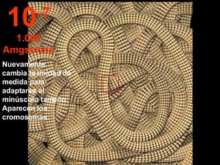 Nuevamente cambia la unidad de medida para adaptarse al minúsculo tamaño.  Aparecen los cromosomas. 10 -7 1.000 Amgstrons 