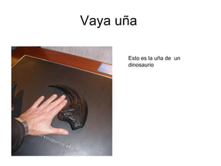 Vaya uña  Esto es la uña de  un dinosaurio 