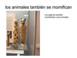 los animales también se momifican Los egipcios también momificaban a los animales 
