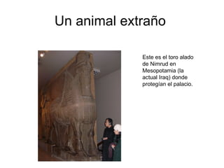 Un animal extraño  Este es el toro alado de Nimrud en Mesopotamia (la actual Iraq) donde protegían el palacio.  