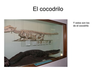 El cocodrilo Y estos son los de el cocodrilo 