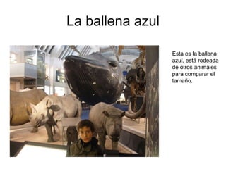 La ballena azul Esta es la ballena azul, está rodeada de otros animales para comparar el tamaño. 