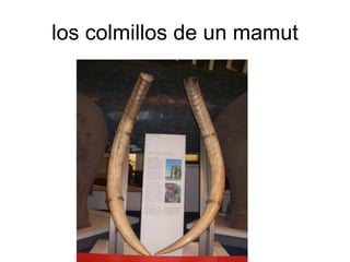 los colmillos de un mamut 