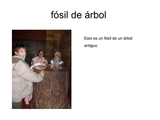 fósil de árbol  Esto es un fósil de un árbol  antiguo  