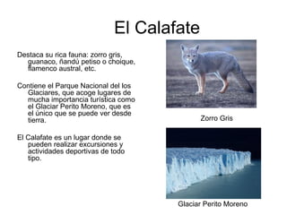 El Calafate
Destaca su rica fauna: zorro gris,
  guanaco, ñandú petiso o choique,
  flamenco austral, etc.

Contiene el Parque Nacional del los
  Glaciares, que acoge lugares de
  mucha importancia turística como
  el Glaciar Perito Moreno, que es
  el único que se puede ver desde
  tierra.                                   Zorro Gris

El Calafate es un lugar donde se
   pueden realizar excursiones y
   actividades deportivas de todo
   tipo.




                                      Glaciar Perito Moreno
 