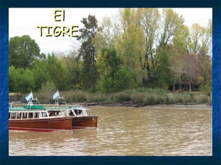 El TIGRE