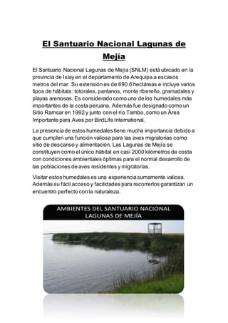 El Santuario Nacional Lagunas de
Mejía
El Santuario Nacional Lagunas de Mejía (SNLM) está ubicado en la
provincia de Islay en el departamento de Arequipa a escasos
metros del mar. Su extensión es de 690.6 hectáreas e incluye varios
tipos de hábitats: totorales, pantanos, monte ribereño, gramadales y
playas arenosas. Es considerado como uno de los humedales más
importantes de la costa peruana. Además fue designado como un
Sitio Ramsar en 1992 y junto con el río Tambo, como un Área
Importante para Aves por BirdLife International.
La presenciade estos humedales tiene mucha importancia debido a
que cumplen una función valiosa para las aves migratorias como
sitio de descanso y alimentación. Las Lagunas de Mejía se
constituyen como el único hábitat en casi 2000 kilómetros de costa
con condiciones ambientales óptimas para el normal desarrollo de
las poblaciones de aves residentes y migratorias.
Visitar estos humedales es una experienciasumamente valiosa.
Además su fácil acceso y facilidades para recorrerlos garantizan un
encuentro perfecto conla naturaleza.
 