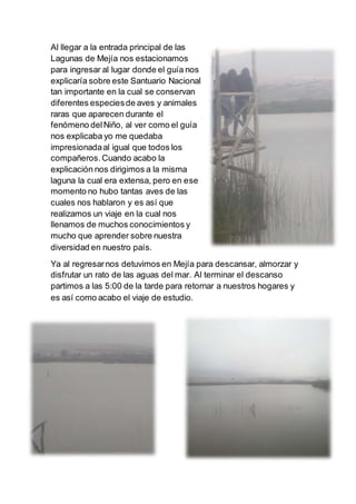 Al llegar a la entrada principal de las
Lagunas de Mejía nos estacionamos
para ingresar al lugar donde el guía nos
explicaría sobre este Santuario Nacional
tan importante en la cual se conservan
diferentes especiesde aves y animales
raras que aparecen durante el
fenómeno delNiño, al ver como el guía
nos explicaba yo me quedaba
impresionadaal igual que todos los
compañeros.Cuando acabo la
explicación nos dirigimos a la misma
laguna la cual era extensa, pero en ese
momento no hubo tantas aves de las
cuales nos hablaron y es así que
realizamos un viaje en la cual nos
llenamos de muchos conocimientos y
mucho que aprender sobre nuestra
diversidad en nuestro país.
Ya al regresarnos detuvimos en Mejía para descansar, almorzar y
disfrutar un rato de las aguas del mar. Al terminar el descanso
partimos a las 5:00 de la tarde para retornar a nuestros hogares y
es así como acabo el viaje de estudio.
 
