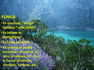 YUNGA 
• En quechua, “Yunga” 
significa “valle cálido”. 
• Su relieve es 
montañoso. 
• Su clima es cálido. 
• En la flora se puede 
encontrar: el carrizo, la 
tara, la cabuya, etc. Y en 
la fauna: picaflores, 
ciempiés, tórtolas, etc. 
 