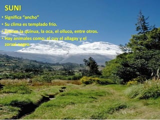 SUNI 
• Significa “ancho” 
• Su clima es templado frío. 
• Crecen la quinua, la oca, el olluco, entre otros. 
• Hay animales como: el cuy el allagay y el 
zorzal negro. 
 