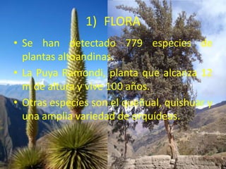 1) FLORA 
• Se han detectado 779 especies de 
plantas altoandinas. 
• La Puya Ramondi, planta que alcanza 12 
m de altura y vive 100 años. 
• Otras especies son el queñual, quishuar y 
una amplia variedad de orquídeas. 
 