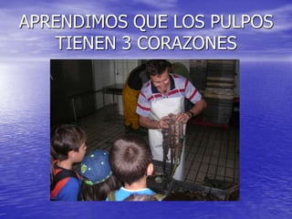 APRENDIMOS QUE LOS PULPOS TIENEN 3 CORAZONES