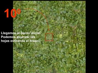 Llegamos al punto inicial.  Podemos alcanzar las hojas estirando el brazo... 10 0 