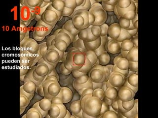 Los bloques cromosómicos pueden ser estudiados. 10 -9 10 Amgstrons 