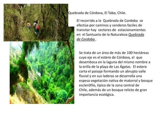 Quebrada de Córdova, El Tabo, Chile.

     El recorrido a la Quebrada de Cordoba se
     efectúa por caminos y senderos faciles de
     transitar hay sectores de estacionamientos
     en el Santuario de la Naturaleza Quebrada
     de Cordoba .


      Se trata de un área de más de 100 hectáreas
      cuyo eje es el estero de Córdova, el que
      desemboca en la laguna del mismo nombre a
      la orilla de la playa de Las Ágatas. El estero
      corta el paisaje formando un abrupto valle
      fluvial y en sus laderas se desarrolla una
      espesa vegetación nativa de matorral y bosque
      esclerófilo, típico de la zona central de
      Chile, además de un bosque relicto de gran
      importancia ecológica.
 