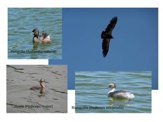 Pimpollo (Rollandia rolland)




  Huala (Podiceps major)       Blanquillo (Podiceps occipitalis)
 