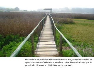 El santuario se puede visitar durante todo el año, existe un sendero de
aproximadamente 500 metros, en el encontrará tres miradores que le
permitirán observar las distintas especies de aves.
 
