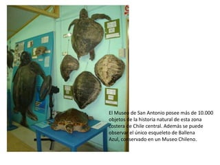 El Museo de San Antonio posee más de 10.000
objetos de la historia natural de esta zona
costera de Chile central. Además se puede
observar el único esqueleto de Ballena
Azul, conservado en un Museo Chileno.
 