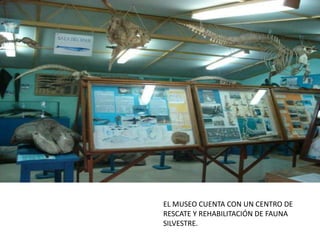 EL MUSEO CUENTA CON UN CENTRO DE
RESCATE Y REHABILITACIÓN DE FAUNA
SILVESTRE.
 