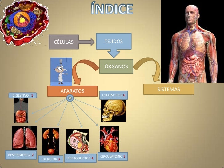 Viaje por el interior del cuerpo humano
