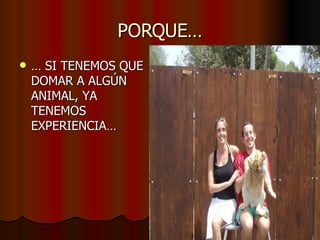 PORQUE… …  SI TENEMOS QUE DOMAR A ALGÚN ANIMAL, YA TENEMOS EXPERIENCIA… 