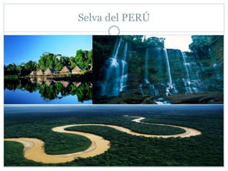 Selva del PERÚ
 