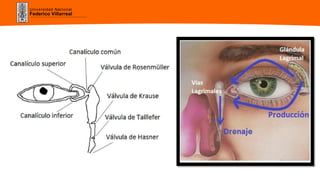 Universidad Nacional
Federico Villarreal
 