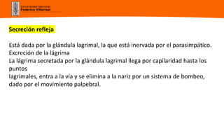 Universidad Nacional
Federico Villarreal
Secreción refleja
Está dada por la glándula lagrimal, la que está inervada por el parasimpático.
Excreción de la lágrima
La lágrima secretada por la glándula lagrimal llega por capilaridad hasta los
puntos
lagrimales, entra a la vía y se elimina a la nariz por un sistema de bombeo,
dado por el movimiento palpebral.
 