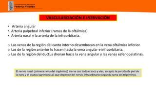 Universidad Nacional
Federico Villarreal
• Arteria angular
• Arteria palpebral inferior (ramas de la oftálmica)
• Arteria nasal y la arteria de la infraorbitaria.
o Las venas de la región del canto interno desembocan en la vena oftálmica inferior.
o Las de la región anterior lo hacen hacia la vena angular e infraorbitaria.
o Las de la región del ductus drenan hacia la vena angular y las venas esfenopalatinas.
El nervio nasal (primera rama del trigémino) inerva casi todo el saco y vías, excepto la porción de piel de
la nariz y el ductus lagrimonasal, que depende del nervio infraorbitario (segunda rama del trigémino).
VASCULARIZACIÓN E INERVACIÓN
 